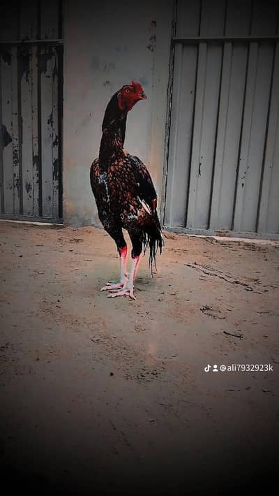kamalia breed