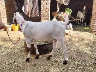 Bakra for sale Rajan puri