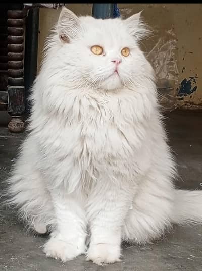 Persion cat