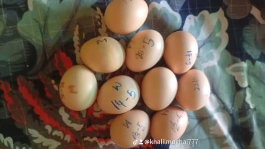 aseel hera eggs+checks deferent agge