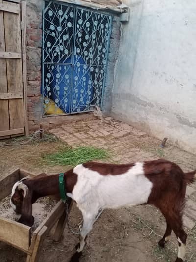 Goat(Bakri)