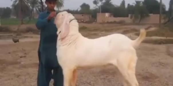 Qurbani ke Liye Bakra For Sale/ 03228068308