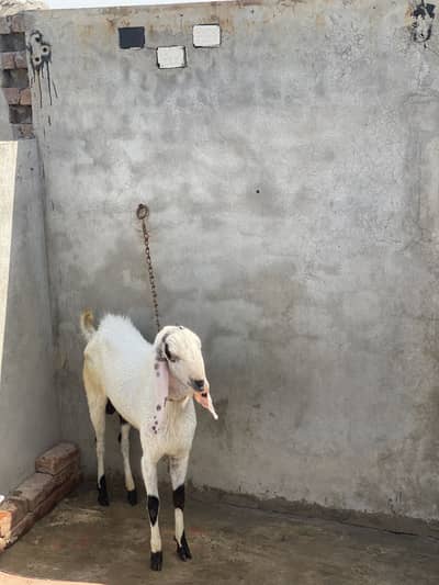Bakra for sale