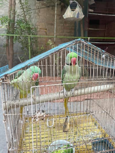 Raw/Ringneck Confirmed Breeder Pair - Tamed and Talking
