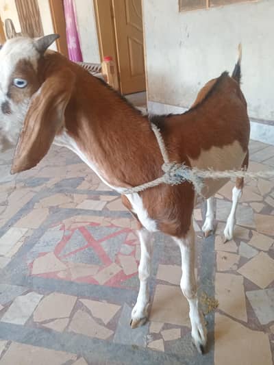 2 dant bakra
