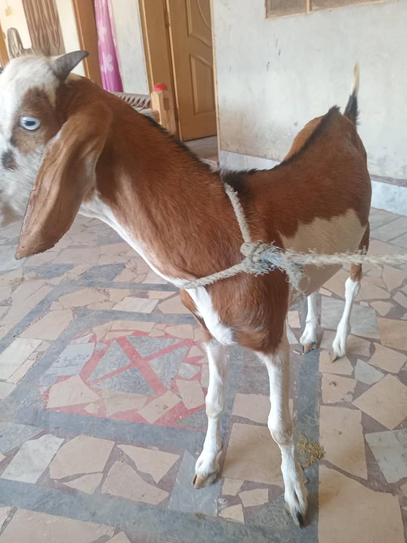 2 dant bakra 0