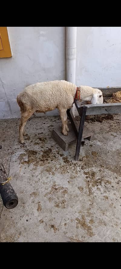 Lamb dajla gajla