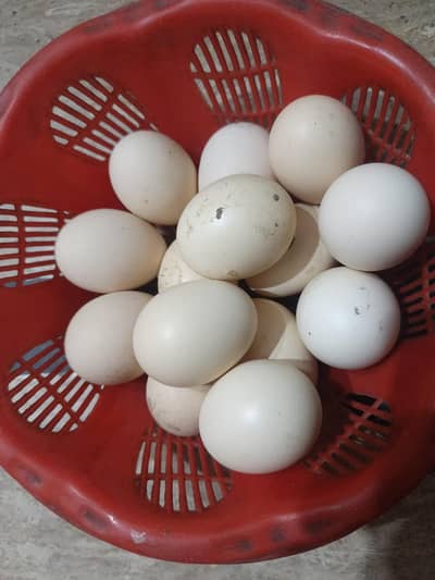 white shamo eggs