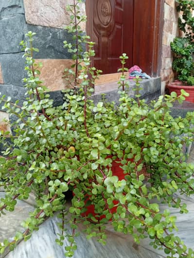 Plants for sale