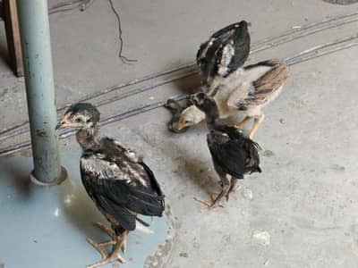 asseel murga murgiya choozy for sale h only serious buyer rabta lry