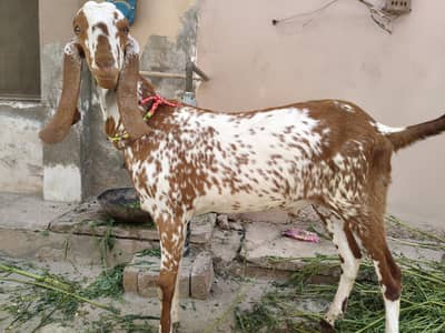 Desi Bakra For sale