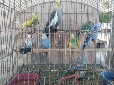 Home breed,red eye splits pair