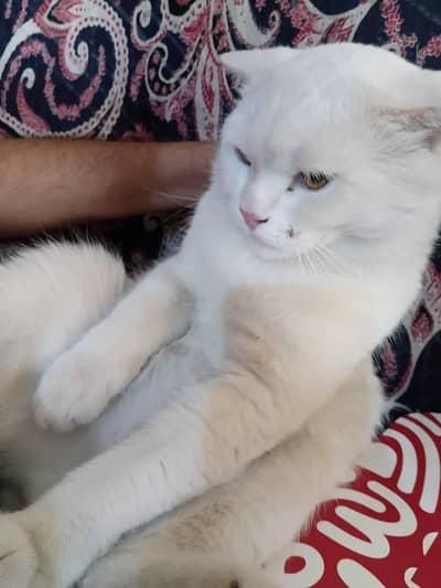 Single coat male