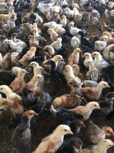 Misri chicks healthy chicks