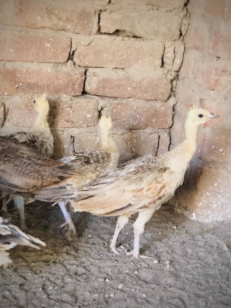Peacocks 2