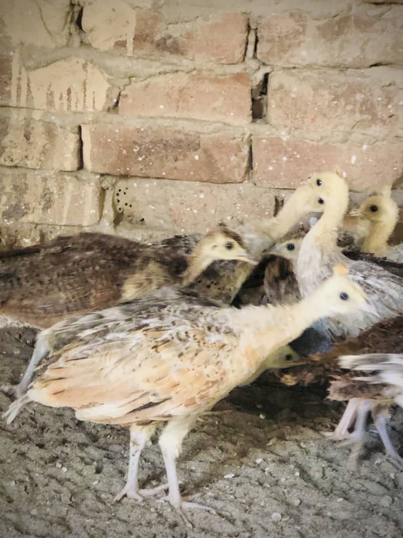 Peacocks 3