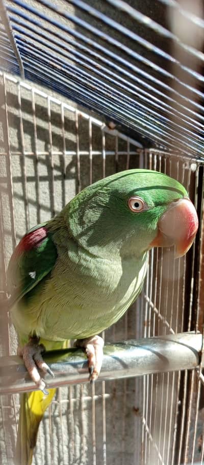 Kashmiri Raw Female Parrot For Sale
