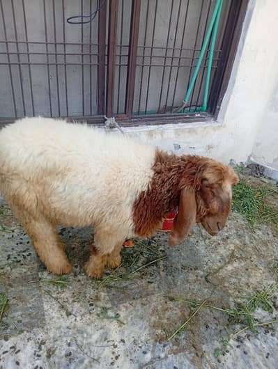 beautiful sheep urgent sale 1 years old