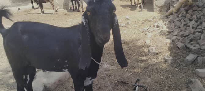Bakra for sale