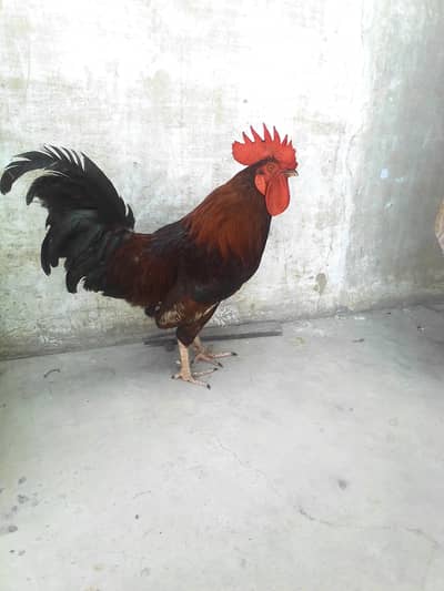 03319371258 only WhatsApp contact