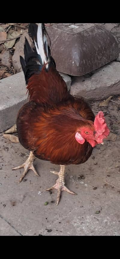 desi murghia and murgha for sale