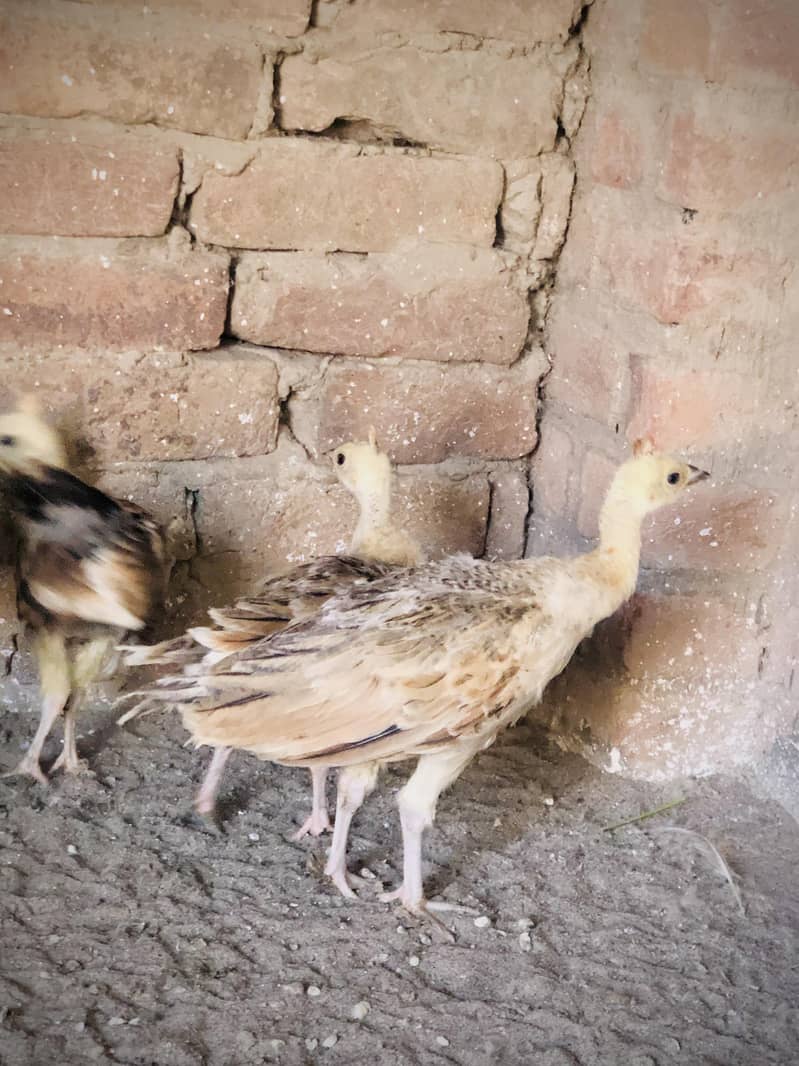 peacocks  2