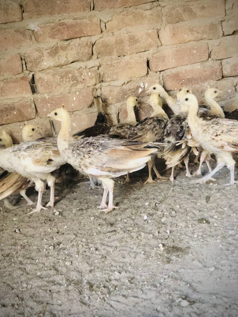 peacocks  5