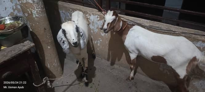 Qurbani k bakry jori