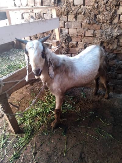 goats for sale contact no(03704704328)