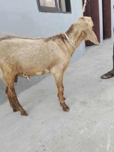 Bakra for sale