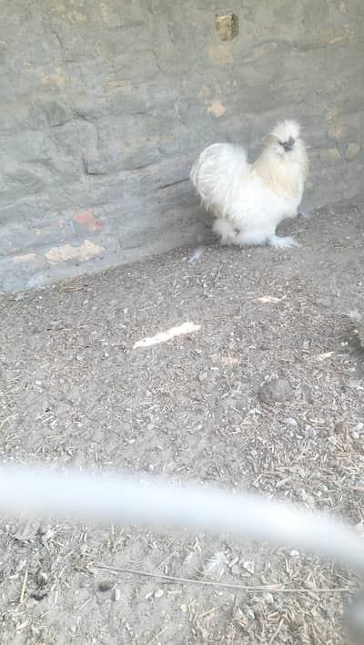 1 Male For Sale