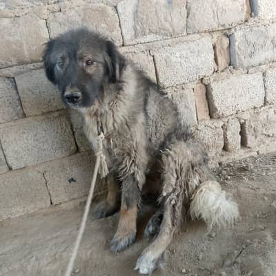 bakrwall dog rakwali ke granti ha