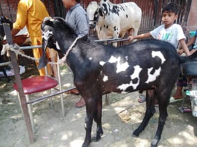 Amritsari betal Bakra 4 sale