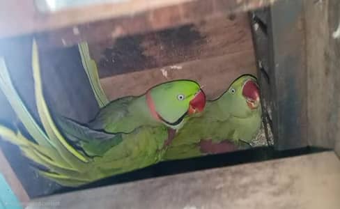 Raw pair