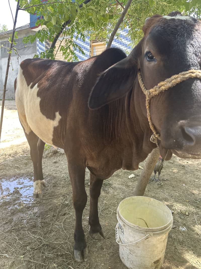 ماشاءاللہ خوبصورت اور صحت مند گائیں دستیا 0