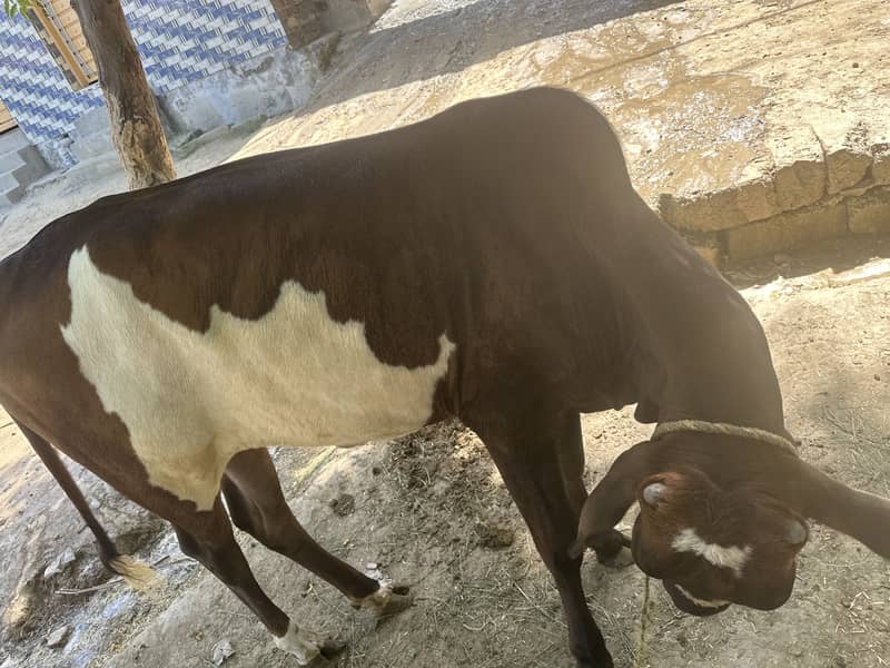 ماشاءاللہ خوبصورت اور صحت مند گائیں دستیا 1