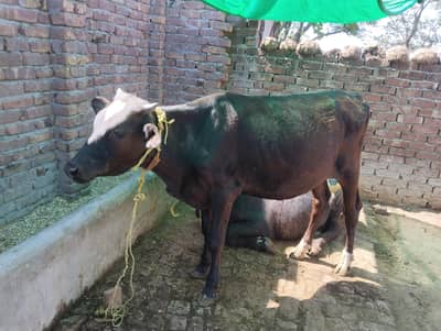 bachra for sale