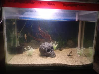 molly fish full setup with all stuff in picture
