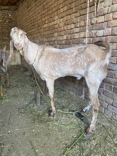 Bakra For sale
