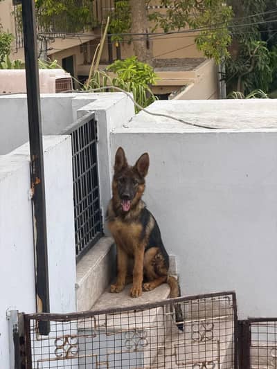 German Shepherd Sable Female Puppy