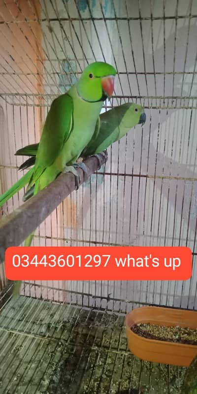 ring neck wild breeder pair for sale quality pair