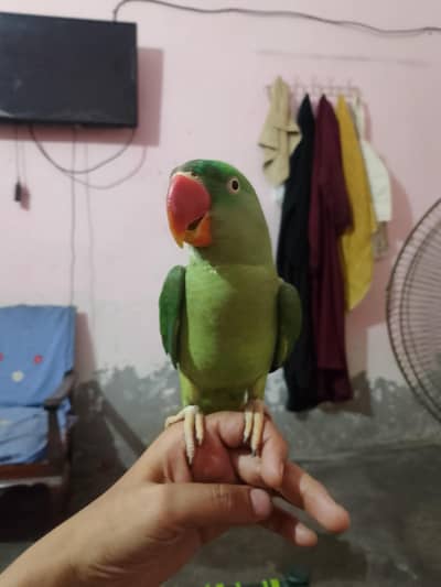 Kashmir Raa female