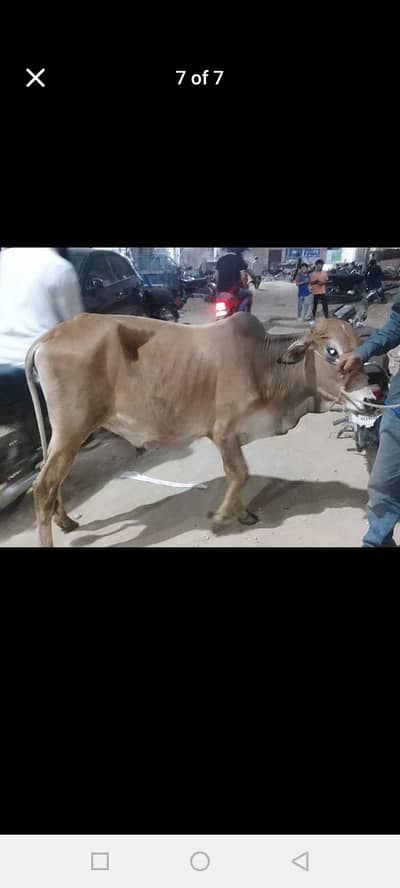 WANTED bachra/bachiya for qurbani