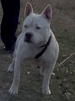 American pitbull for sale