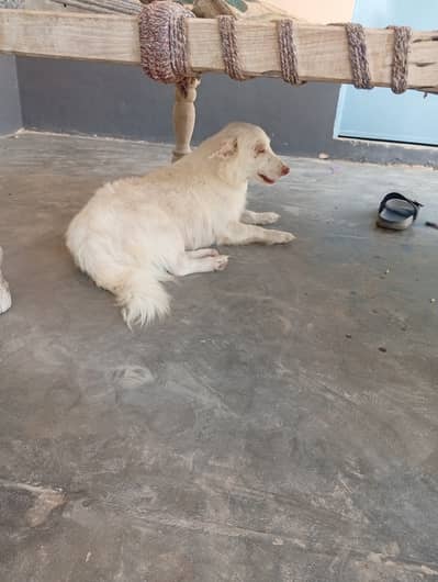 Russain Dog Pure Full White Color Pink Nose 1.5 Years age And PET Dog