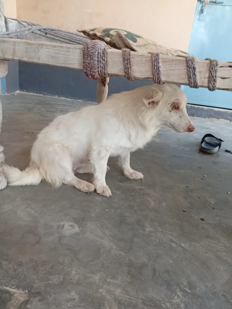 Russain Dog Pure Full White Color Pink Nose 1.5 Years age And PET Dog — photo 2