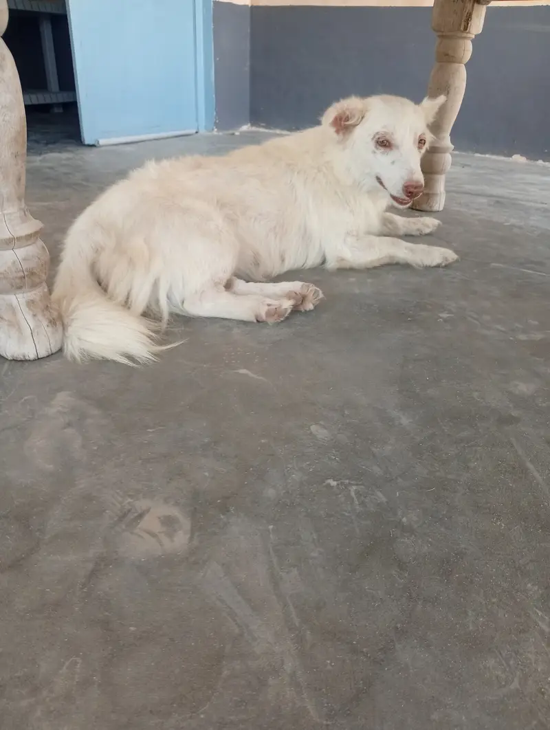 Russain Dog Pure Full White Color Pink Nose 1.5 Years age And PET Dog — photo 3