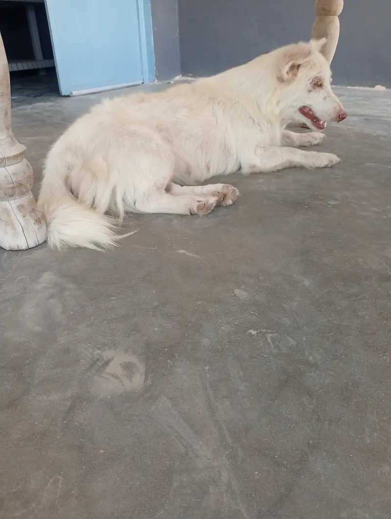 Russain Dog Pure Full White Color Pink Nose 1.5 Years age And PET Dog — photo 4