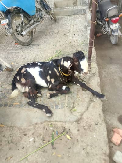 selling bakra