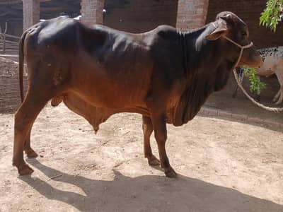 2 dant pure sahiwal wacha